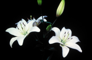White lilies